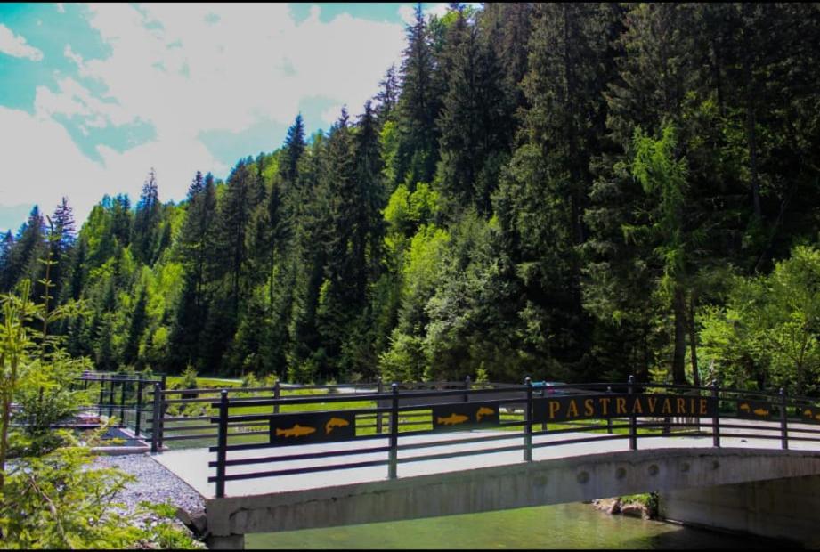 Cabana Nemtucu Borşa Buitenkant foto